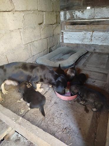 İtlər: 1 ay — 10