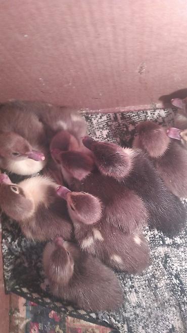 i̇mişli yemi: Muscovy (indi ördəyi) balaları satılır. - Cins: Muscovy/indi ördək - — 3