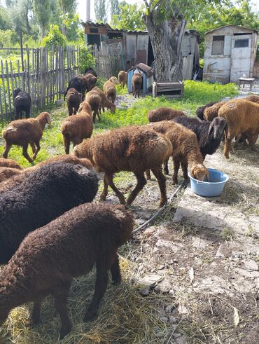 альпийская коза цена: Продаю | Ягненок | Полукровка