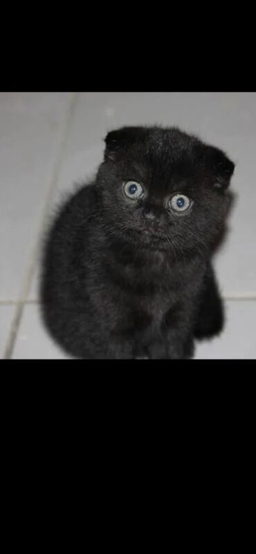 купить вислоухого котенка: Шотландский вислоухий котёнок, окрас чёрный (солид). Круглая мордочка