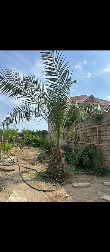 palm: Xurma (palma) ağacı – dekorativ landşaft üçün - Növ: Xurma/palma — 1