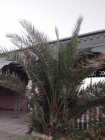 kala bitkisi haqqinda melumat: 🌴 Böyük Xurma Ağacı + Balacalar Satılır 🌴 10+ illik, ~4 metr