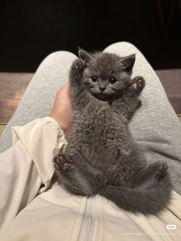 Pişiklər: Britan yastı qulaq, Erkək, Dişi, Yaxşı əllərə, Ünvandan götürmə, Pulsuz çatdırılma, Ödənişli çatdırılma — 24