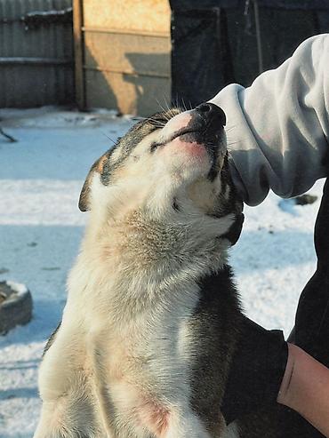 Отдам даром собаку: ПРИЮТ У НАС Собачки на любой вкус это приют все собачки привитые — 4