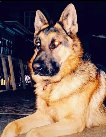 приют для животных в баку адрес: Alman çoban iti, 2 il, Erkek, Cütləşmə üçün lalafo.az -da приют для животных в баку адрес: Alman çoban iti, 2 il, Erkek, Cütləşmə üçün