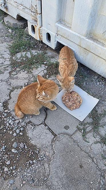 домик для котов: Эти котята живут под контейнером на Дордое. Скоро холода,они там не — 3