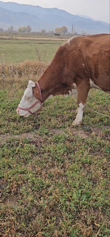 домик для кошки многоуровневый: Продаю | Корова (самка), Бык (самец), Тёлка | Монбельярд | Для разведения, Для молока | Стельные