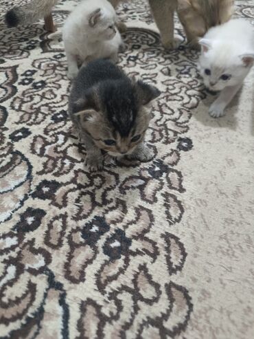 отдам в хорошие руки шотландского вислоухого котенка: Şotland, Erkək, Dişi, Yaxşı əllərə, Ünvandan götürmə