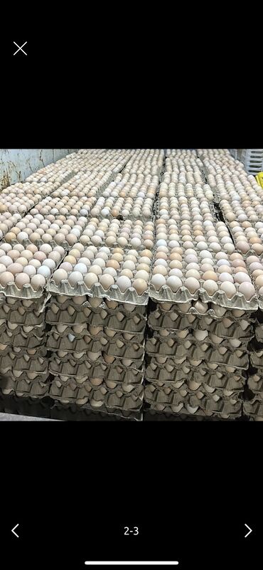 корова на продажу: Оптом баада жумуртка сатам, ичи сары сонун жумурткалар С1- 6,5сом С0-