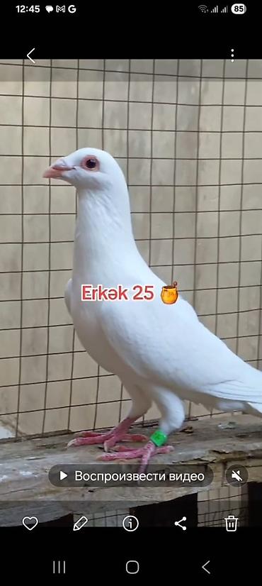 Göyərçinlər: 🐦 Uzaq Məsafəyə Uçan Göyərçinlər Satılır! 2 ədəd erkək göyərçin — 9