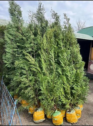 Туя: СРОЧНО ПРОДАЮТСЯ ТУИ❗❗❗ 200 ШТУК❗❗❗ СОРТ КНИЖКА — 5