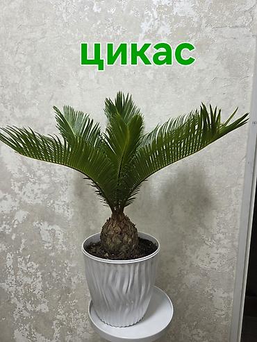 Аглаонемы: Аглаонема пестролистная (разные сортовые формы с розово‑зелёной — 6