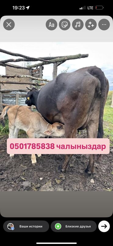 продам ячмень оптом: Сатам | Уй (ургаачы) | Алатоолук | Сүт алуу үчүн | Бооз