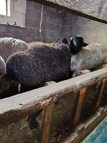 Баран, овца: Продаю | Овца (самка) | Для разведения | Осеменитель — 3