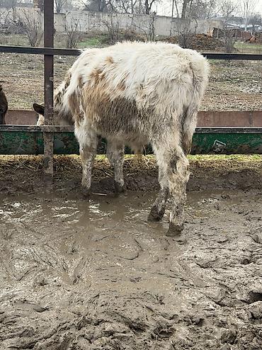 Коровы, быки: Продаю | Бык (самец) at lalafo.kg — 7 Коровы, быки: Продаю | Бык (самец) — 7