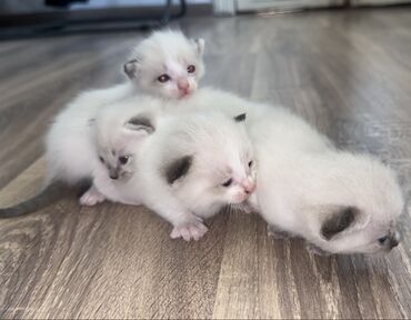 русская голубая кошка купить: Рэгдолл, 2 айлык, Ургаачы, Ак, Лотокко барууга үйрөтүлгөн