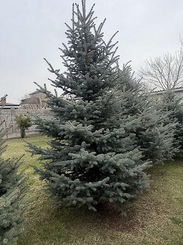 Ель: Продаю Ели голубые от 2-4 метров, колоновидные туи 4 метровые: густые — 44