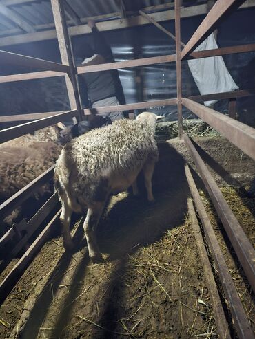 Баран, овца: Продаю | Баран (самец) | Для разведения | Осеменитель — 13