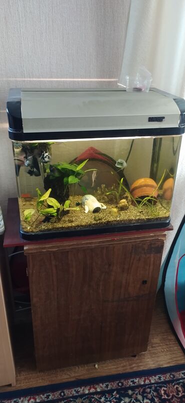 аквариум с рыбками: Аквариум 80 литров с рыбками и крабом и всем содержимым