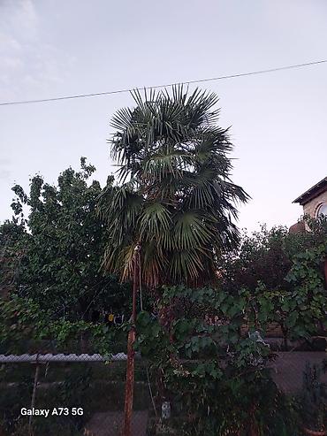 1.80 yolka: Trachycarpus fortunei (Kənarları pərli xurma/pal­ma) – həyət və bağlar — 4