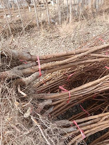 Другие фруктовые и ягодные растения: Ассаламу алайкум Турдуу кочоттор сатылат дыйканчылык озубуз — 12