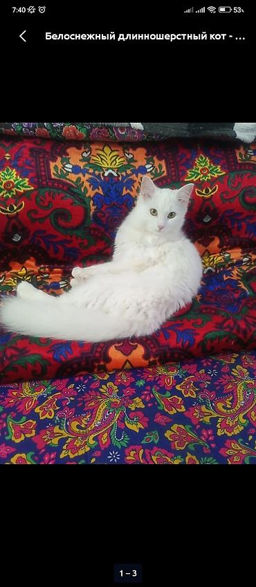 гуси: Белоснежный длинношерстный кот - Окрас: чисто белый, без пятен - Тип — 1
