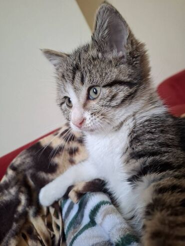 Pişiklər: Sekildeki pisik onu saxlaya bilen aileye satilir,,,cox mehriban — 5