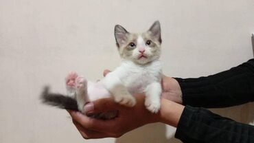 сиамский: Ищем дом для милой кошечки, возраст 2 месяца, помесь с сиамской