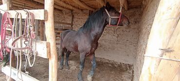 Лошади, кони: Продаю | Конь (самец) | Полукровка | Рабочий | Племенные — 9