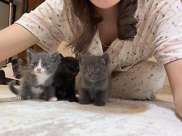 хомяк цена бишкек: Котята домашние, окрас: серый (два), черный (несколько), серо-белый — 4
