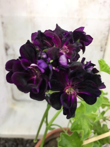 Другие комнатные растения: Пеларгония (плющелистная) — 10