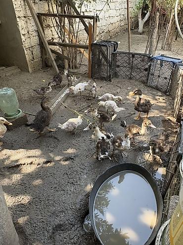 mandalina ördek: Məhsul: Cücələr və ördək balaları (qarışıq rənglər) Təsvir: - Həyət — 4