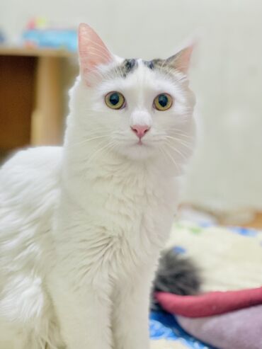 котенок ашера: Кошка даром: Ангорская, 6 месяцев, Девочка, Приучена к лотку