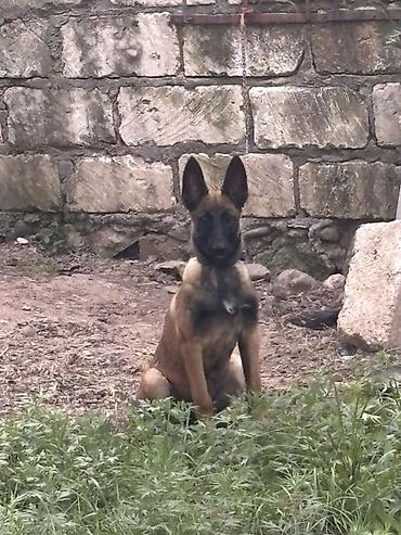 pulsuz heyvanlar verilir: Belçika çoban iti — 4