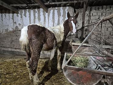 сколько стоит жеребёнок: Продаю | Жеребенок | Полукровка | Рабочий — 1