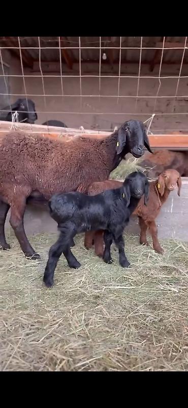 Qoyunlar, qoçlar: Qoyun və quzu dəsti - Ana qoyun: yerli ətlik-tip (qara başlı — 3