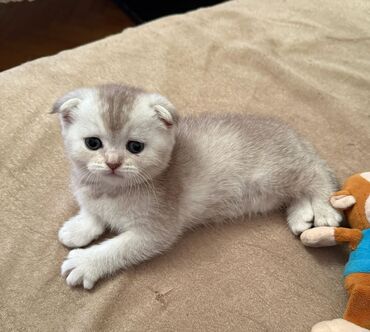 Pişiklər: Şotland yastı qulaq, Erkək, Dişi, Yaxşı əllərə, Ünvandan götürmə, Pulsuz çatdırılma, Ödənişli çatdırılma — 132