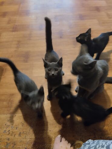животные котята: Беспородная, 3 месяца, Мальчик, Серый, Приучена к лотку