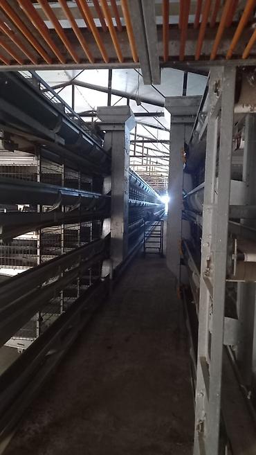 perforator satilir: Salam. Yumurtaliq toyuq avadaliği satilir 1defe istiyade olunub tam — 2