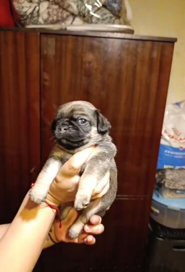 Çəngəllər: Mops, 1 ay, Erkek