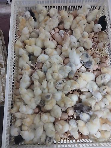 Digər quşlar: Her nov cuce satişi. xarkov çil 2m xarkov 1.50m atkas 3m avstroluq 3m — 1