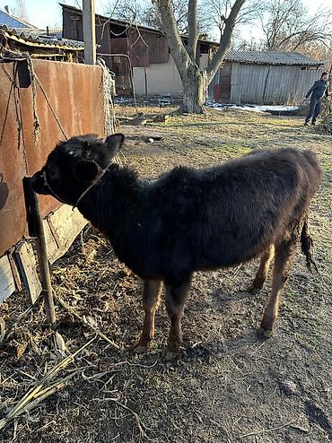 Коровы, быки: Продаю | Корова (самка), Тёлка | Полукровка, Алатауская | Для разведения — 5