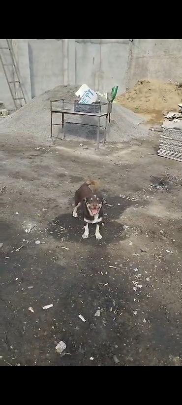 Zvonok, 6 ay, Dişi, Peyvəndli, Ünvandan götürmə