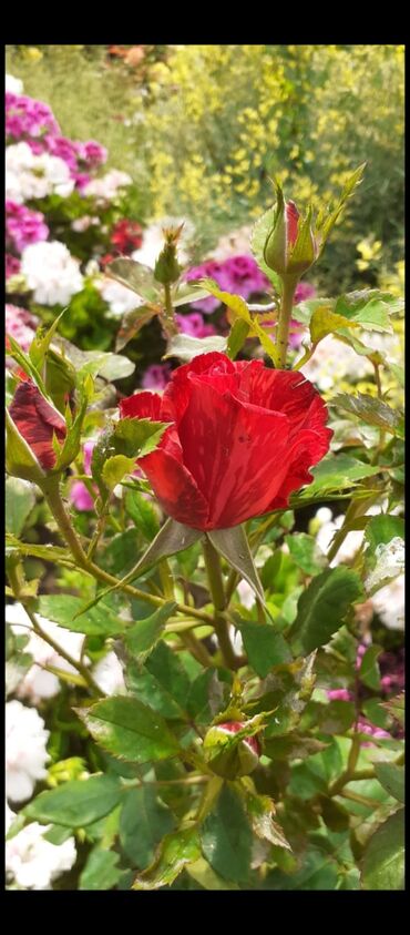 Tinglər: Məhsul: Gül kolları (gül tingləri) - Növlər və rənglər: - — 10