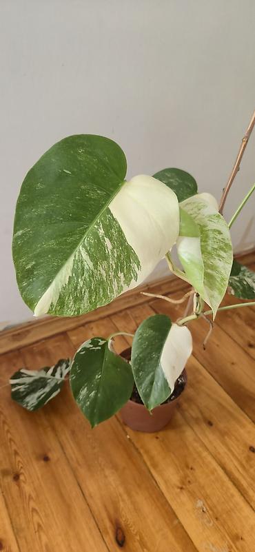 sumuk unu satışı: Monstera varegata. Bazar günü metro üstüne çatdırıla biler — 3