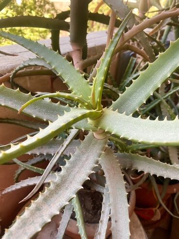 Otaq bitkiləri: Aloe bitkisi, evdə və ya ofisdə saxlamaq üçün əla seçimdir. Bu bitki