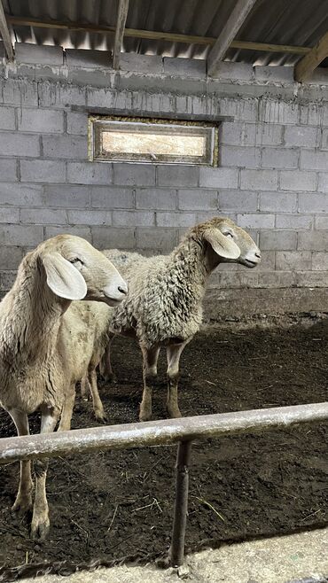 Бараны, овцы: Продаю | Овца (самка) | Для разведения | Ярка — 10