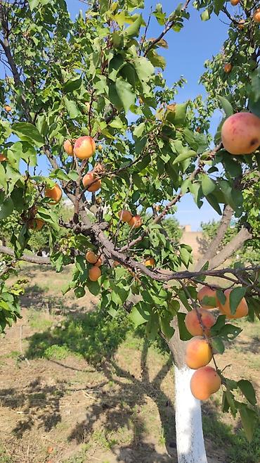 bayilda kirayə evler: Qiymətdə endirim olundu. Abşeron rayonu, yeni saray qəsəbəsində — 8