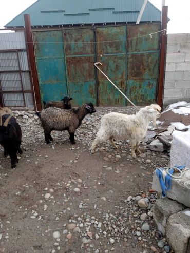 Козы, козлы: Продаю | Коза (самка) | Полукровка | Для разведения — 1