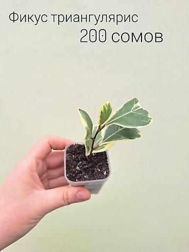 Другие комнатные растения: • Комнатные растения (укоренённые черенки/детки/молодые — 10